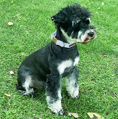 Paws Dog Collar Metal Buckle Blue Stripe Gift for Cute Dogs