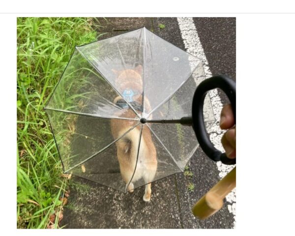 Enjoying Dog Umbrella for Small Dogs - Image 2